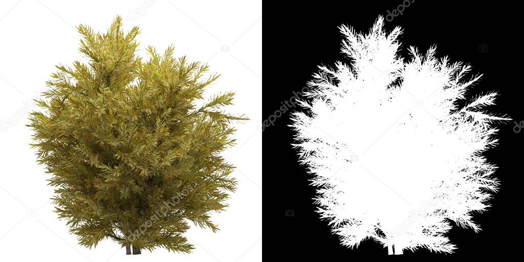 Left view of tree (Chamaecyparis Pisifera Sungold) png with alpha channel to cutout 3D rendering