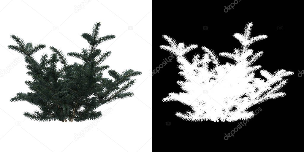 Left view of tree (Picea Pungens) png with alpha channel to cutout 3D rendering