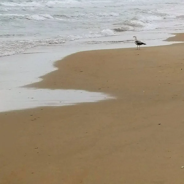 밀려오는 해변의 갈매기 — 스톡 사진