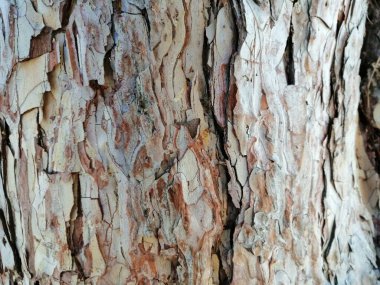 Doğal ahşap arka plan, gövde, doğa koruma unsuru olarak.