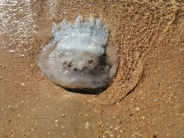 Sahilin arka planında, kumsalda büyük bir denizanası, bir dalga tarafından yıkanmış.,