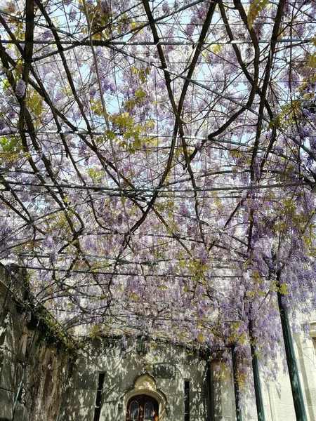Kırım 'daki dekoratif çiçek açan Wisteria' nın arka planı, tasarımda eski bir çardak..