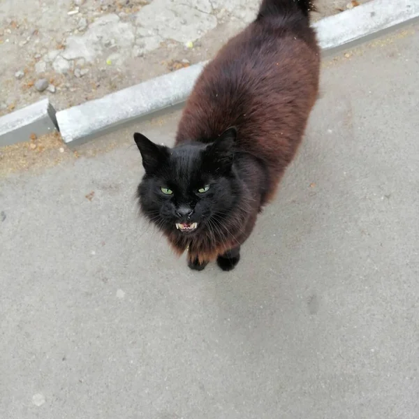 Sokak kedisi, yürüyen kedi, komik kedi, yakın plan, rastgele çekim..