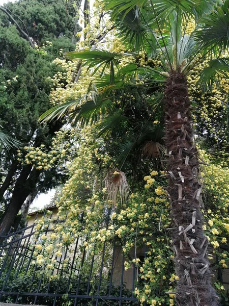 Kırım, bir turistin gözlerinde, asırlık bir bitki örtüsü, uzun bir palmiye ağacı, tırmanan süs gülleri ve uzun ömürlü çiçeklerin etrafında..