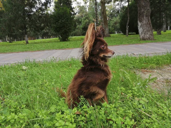 Background of the autumn green forest, a dog sitting on the grass, looking into the distance.