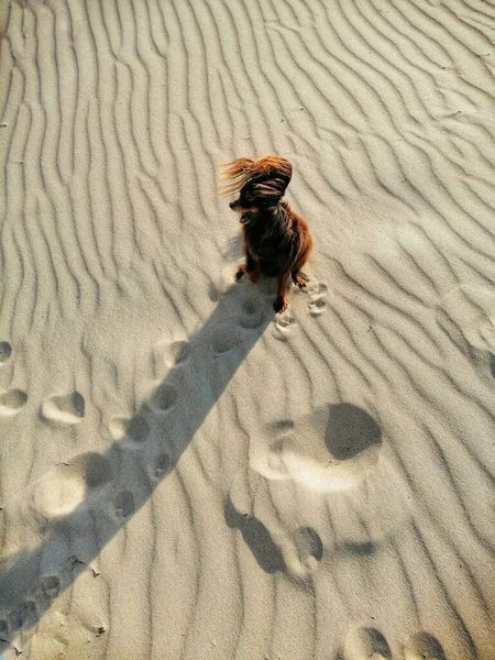 Χειμώνας Ερημική Αμμώδης Παραλία Σκύλος Κάθεται Στην Άμμο Θυελλώδη Καιρό — Φωτογραφία Αρχείου