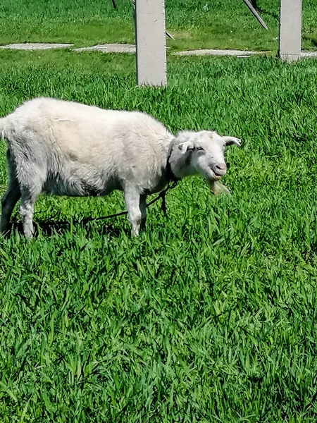 Baharda yeşil çimlerin arkasında beyaz bir keçi otlar..
