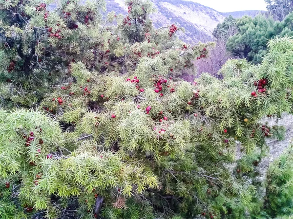 Передньому Плані Вид Осінній Ліс Ялівця Червоними Фруктами — стокове фото