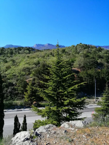 Hermosa Vista Desde Arriba Bosque Con Numerosos Flora Vegetal Abeto —  Fotos de Stock