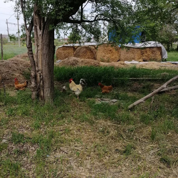 Background Village Landscape Mown Grass Haystacks Poultry Walking Grass — Stock Photo, Image