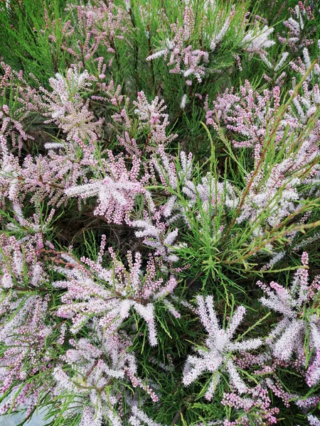 Background Greenery Blooming Dacorative Tree Fluffy Tassels White Pastel Pink — Stock Photo, Image