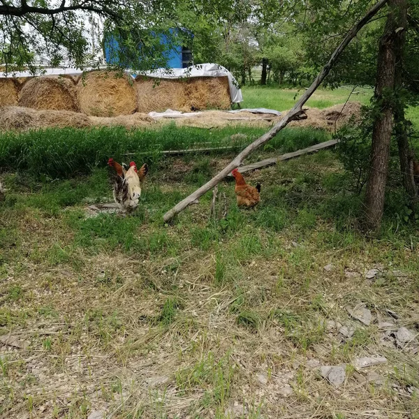 Kırsal bir arazinin arka planında, tavuklar ve bir horoz, saman yığınları ve biçilmiş çimenler.