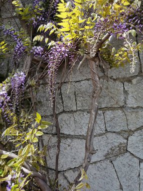 Yükselen bir ağaçla süslenmiş ağır bir taş duvarın arka planı çiçeklerle süslenmiş..