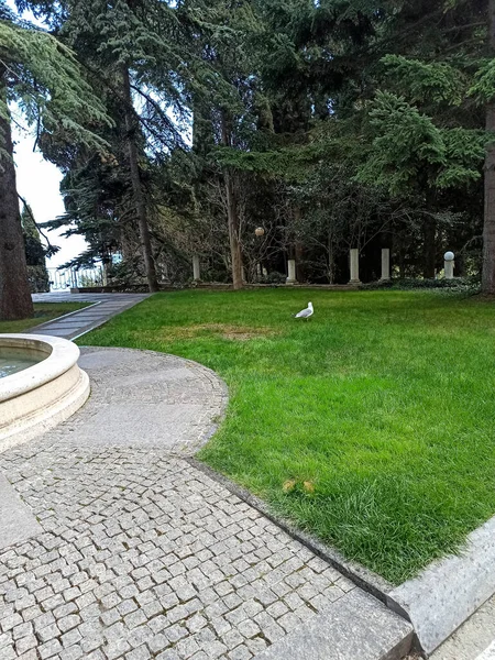 Background Park Century Old Trees Part Fountain Border Path Made — Stock Photo, Image