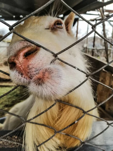 Gros Plan Portrait Une Chèvre Travers Filet Dans Enclos Pour — Photo