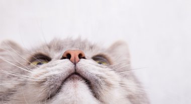 Namlu gri bir kedi, alttan görünüm