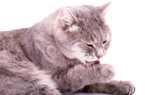 Gri kedi yıkar, bir pençe yalıyor