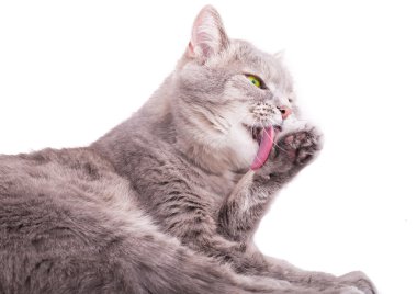 Gri kedi yıkar, yükseltilmiş forepaw yalıyor