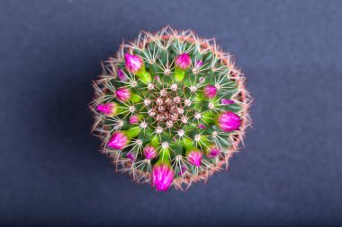 Mavi arka plan, üstten görünüm üzerinde pembe çiçekli kaktüs