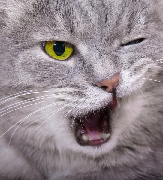炮口的喊叫的眨着的眼睛与 ope 只愤怒的猫 — 图库照片