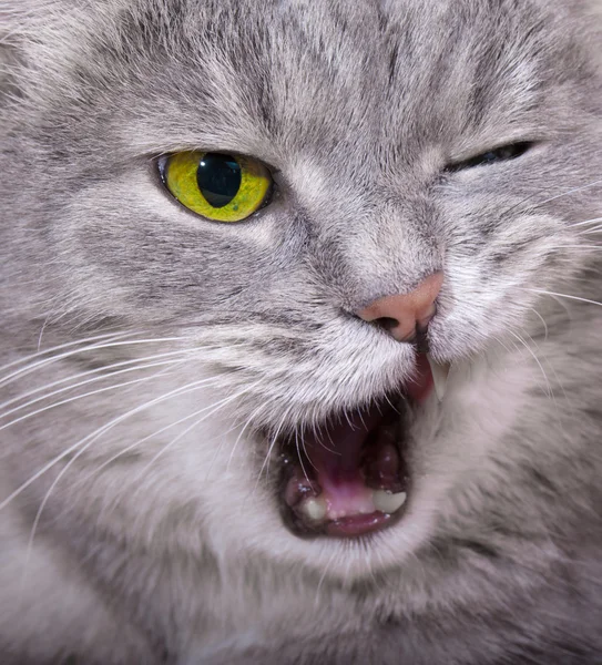 Bağıran kızgın kedi blinked göz ve bir ope ile namlu