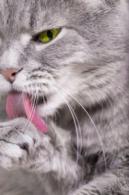 Bir pençe yalama kedi köpek ağızlığı detay