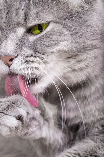 Bir pençe yalama kedi köpek ağızlığı detay