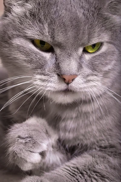 Retrato de um gato cinza com olhos brilhantes — Fotografia de Stock