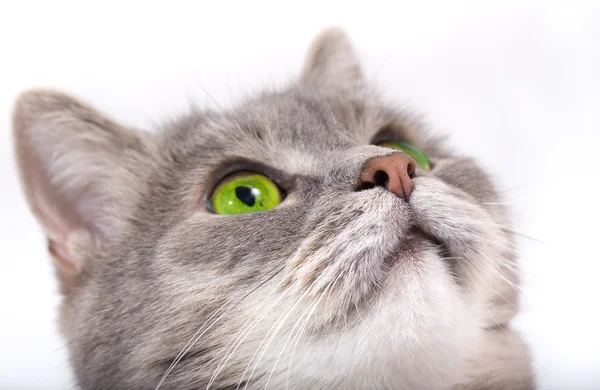 Bozal del gato gris mirando hacia arriba —  Fotos de Stock