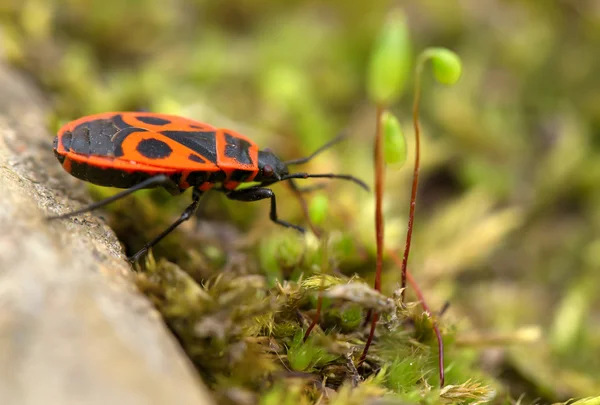 The orange bug reaches for a blade — Stock Photo, Image