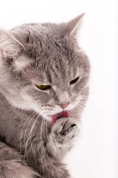 Wäscht sich die graue Katze und leckt eine Pfote — Stockfoto