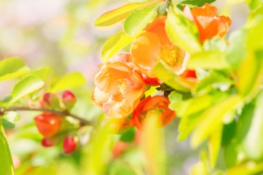 Bir Ayva parlak pembe tomurcukları yakın çekim