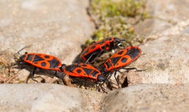 Turuncu Gri bir taş üzerinde rahatsız ediyor.