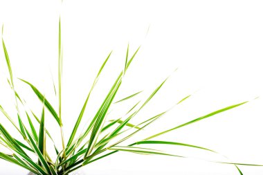 Dekoratif bir saz yaprakları beyaz bir arka plan üzerinde