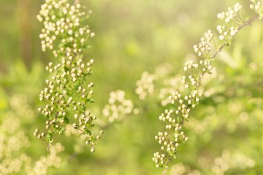Tomurcuklu erkeçsakalı dalları ile Güneş yaktı