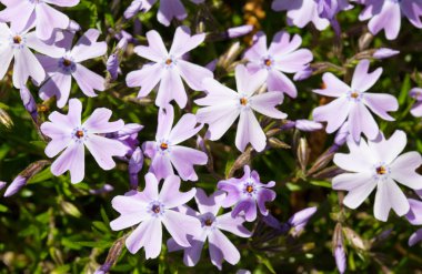Önümüzdeki leylak bahar çiçek, güneş yaktı