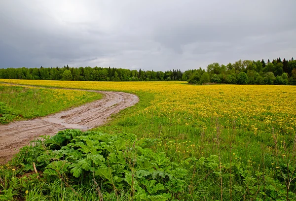 The field with yellow dandelions and a dirt road after a thunder — Stock Photo, Image