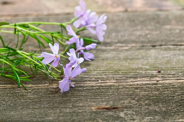 Varias flores pequeñas de color lila en tablas grises . —  Fotos de Stock