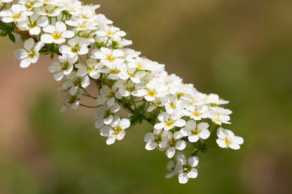 Branch with small white flowers on a green background — Stock Photo, Image