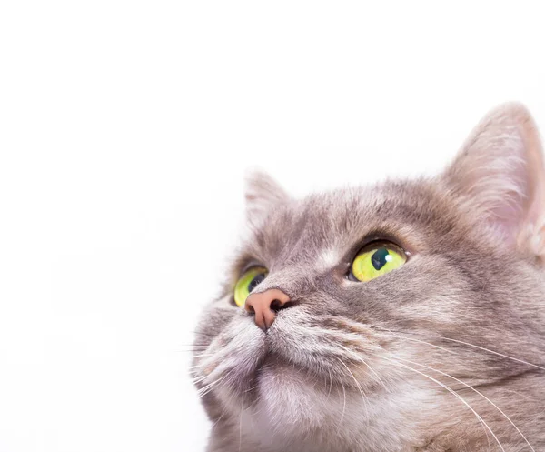 Bocal do gato cinza olhando para cima — Fotografia de Stock