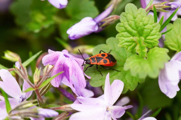 Naranja insecto entre las flores lila — Foto de Stock