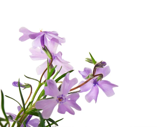 Flores pequeñas de color lila aisladas sobre un fondo blanco —  Fotos de Stock