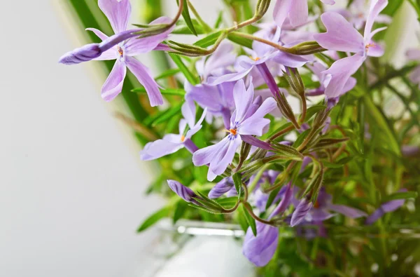 Small lilac flowers on a light white — Stock Photo, Image