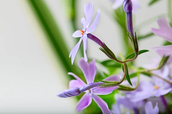Pequeñas flores de color lila sobre un blanco claro —  Fotos de Stock