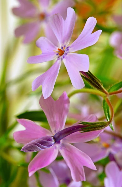 Piccoli fiori lilla su un bianco chiaro — Foto Stock