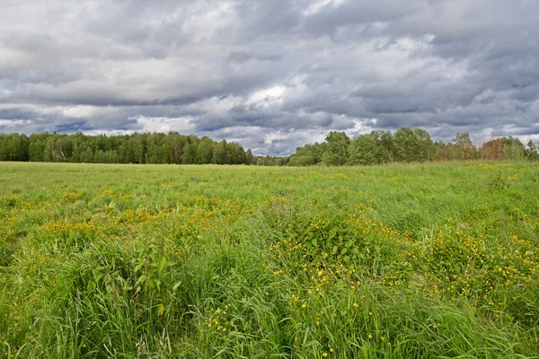 The field with a nekosheny grass in cloudy weather — Stock Photo, Image