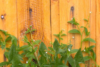 Eski sarı panoları karşı çimen yeşildir