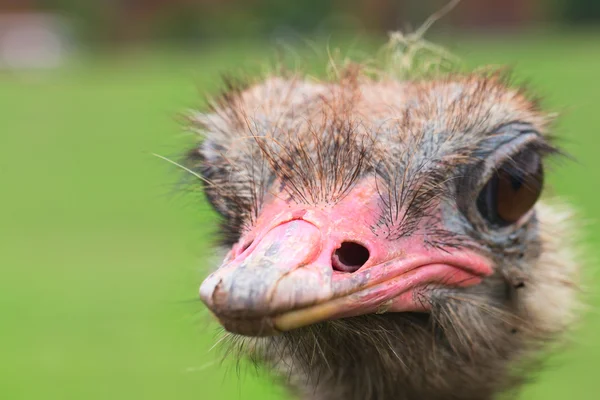 The head of an ostrich close up on a green background — Stock Photo, Image