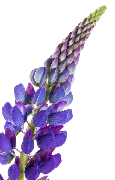 Violette Blume einer Lupine auf weißem Hintergrund — Stockfoto