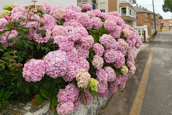 Bushes of a pink hydrangea against the city street